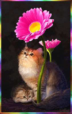 Kotki chowające się pod różowym gerberem